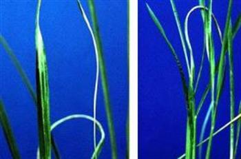 نماتد برگ سفیدی برنج